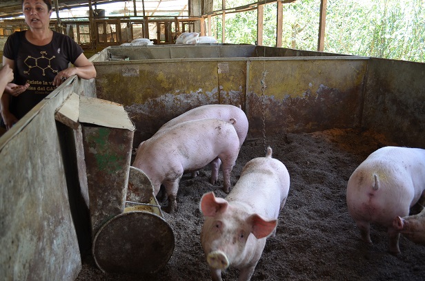 ファラミでは家畜も飼ってます。