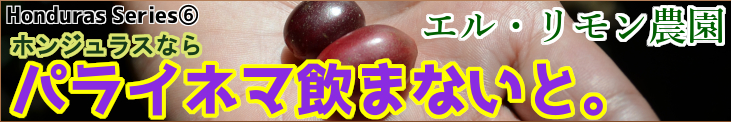 ホンジュラス　エル・リモン農園　パライネマ