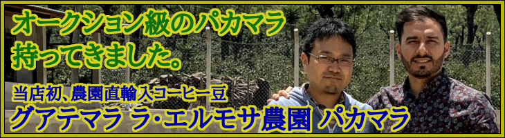 グアテマラ ラ・エルモサ農園 パカマラ